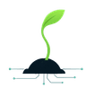 Seedling